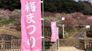 【写真レポート】赤塚山公園(ぎょぎょランド)の「梅まつり」が期間を3/18まで延長！梅に加えて河津桜も見ごろに