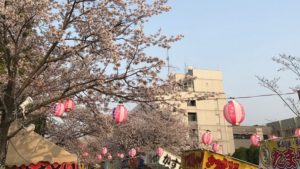【写真レポート】とよかわ桜まつり開催中！出店もあるぞ！今が見ごろの桜トンネル・佐名川堤の「桜の開花状況」